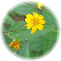 Herbs gallery - Aspilia
