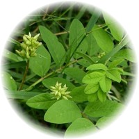 Herbs gallery - Astragalus