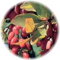 Herbs gallery - Barberry