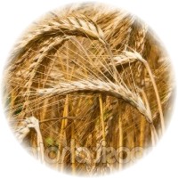 Herbs gallery - Barley