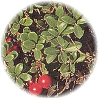 Herbs gallery - Bearberry