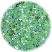 Herbs gallery - Ground Ivy