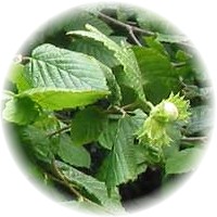 Herbs gallery - Hazelnut Tree