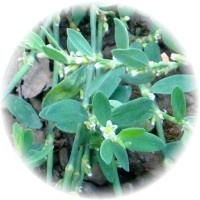 Herbs gallery - Knotweed