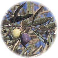 Herbs gallery - Olive