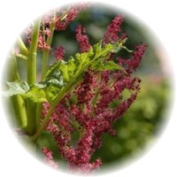 Herbs gallery - Chinese Rhubarb