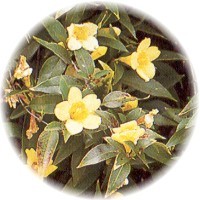 Herbs gallery - Yellow Jessamine