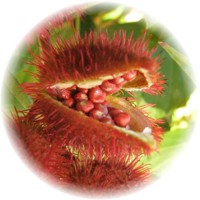 Herbs gallery - Achiote