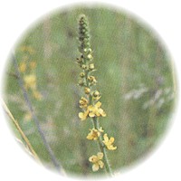 Herbs gallery - Agrimony