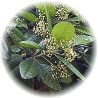 Herbs gallery - Allspice