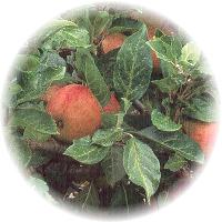 Herbs gallery - Apple