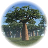 Herbs gallery - Baobab