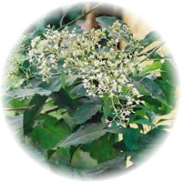 Herbs gallery - Bitter Leaf