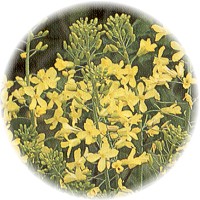Herbs gallery - Black Mustard