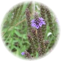 Herbs gallery - Blue Vervain