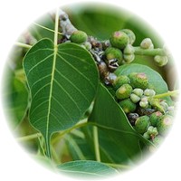 Herbs gallery - Bo-Tree