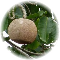 Herbs gallery - Brazil Nut