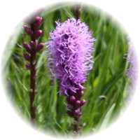 Herbs gallery - Button Snakeroot
