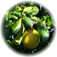 Herbs gallery - Calabash Tree