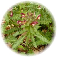 Herbs gallery - Canadian Lousewort