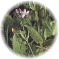 Herbs gallery - Centaury