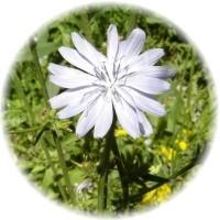 Herbs gallery - Chicory