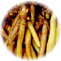 Herbs gallery - Chinese Ginger