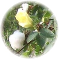 Herbs gallery - Cotton