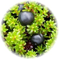Herbs gallery - Crowberry