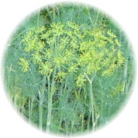 Herbs gallery - Dill
