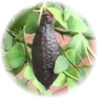 Herbs gallery - Finger Lime