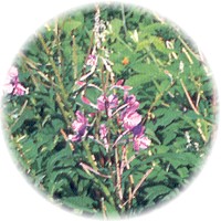 Herbs gallery - Fireweed
