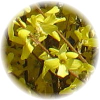 Herbs gallery - Forsythia