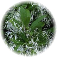 Herbs gallery - Fringe Tree