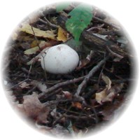 Herbs gallery - Giant Puffball Mushroom