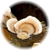 Herbs gallery - Gilled Polypore
