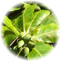 Herbs gallery - Indian Almond