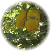Herbs gallery - Jackfruit