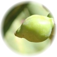 Herbs gallery - Kakadu Plum