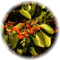 Herbs gallery - Madrone Tree