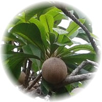 Herbs gallery - Mamey Sapote
