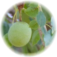 Herbs gallery - Marula Fruit
