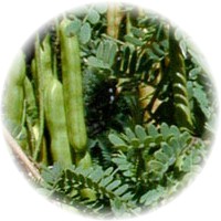 Herbs gallery - Mesquite