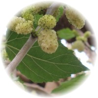 Herbs gallery - White Mulberry