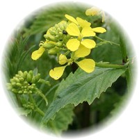 Herbs gallery - White Mustard