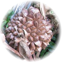 Herbs gallery - Nipah Palm