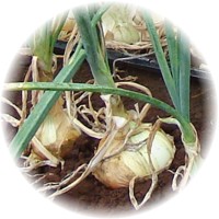 Herbs gallery - Onion