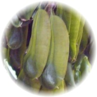 Herbs gallery - Peruvian Balsam