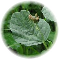 Herbs gallery - Psoralea