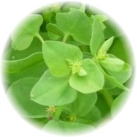 Herbs gallery - Radium Weed